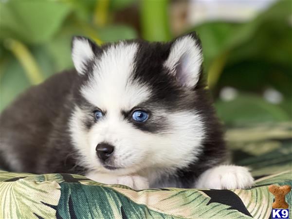 Pomeranian puppy for sale